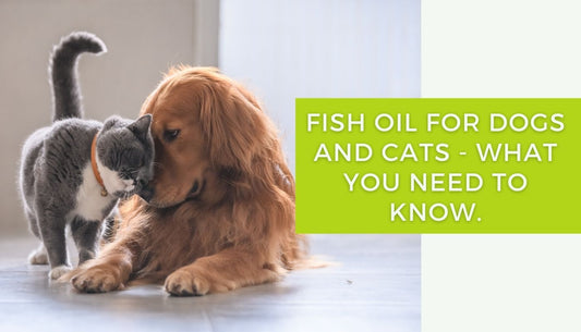 Fish oil for dogs and cats